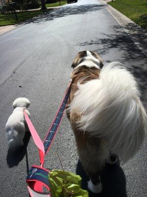 Bizzie and Tureman out for a walk. They are showing everyone that we handle small and large dogs.