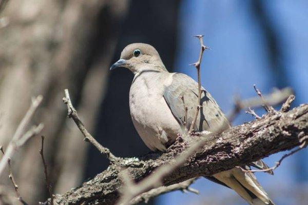 Our Bird Control Services