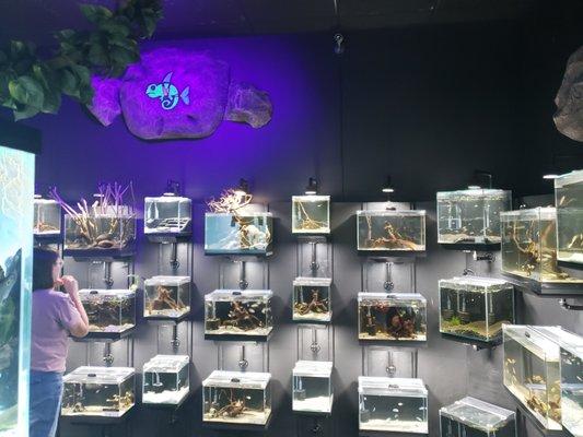 Exotic Pets West has an amazing display and selection of fish!