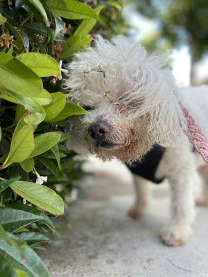 Private dog walk in Playa Vista