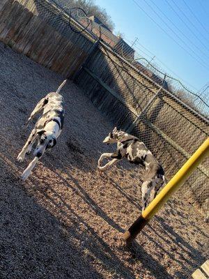 Sibling Great Danes that were adopted