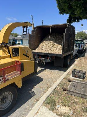 Wood chips are great for holding in moisture and protecting tree roots from the hot sun.