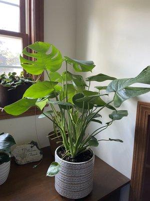 Monstera replanted the same day we brought it home!