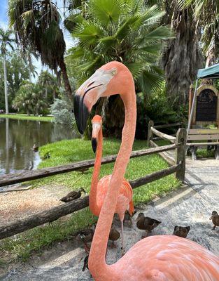 Sarasota Jungle Gardens