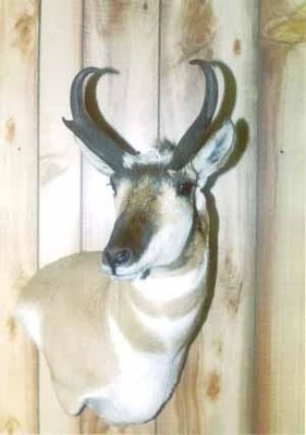 Remington Taxidermy & Hutton Valley School of Taxidermy