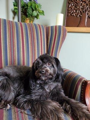 Mason, our therapy dog loves to greet all the clients.