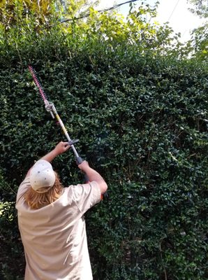 Bush Trimming