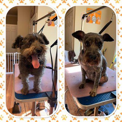 Summer cut for this Schnauzer