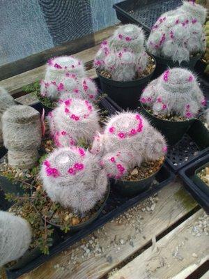 Mammillaria