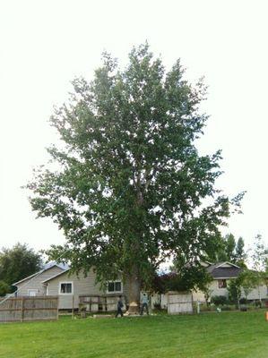 Tree Removal