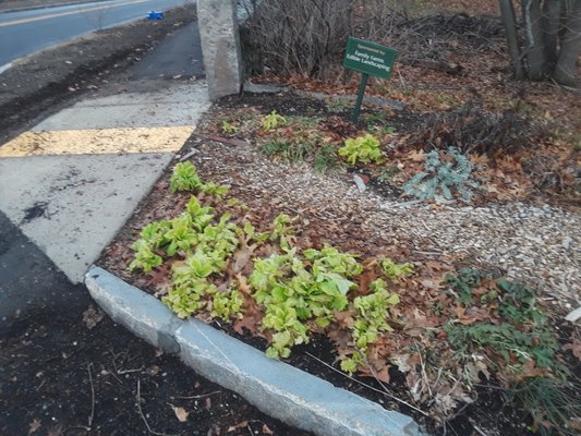 December lettuce at the edible roadside