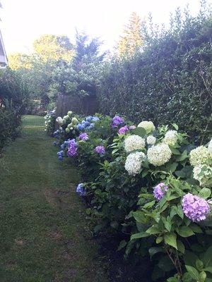 Hydrangeas