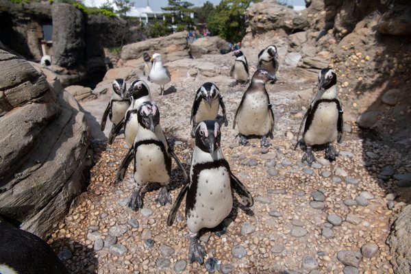 Black-Footed Penguins | Sea Cliffs