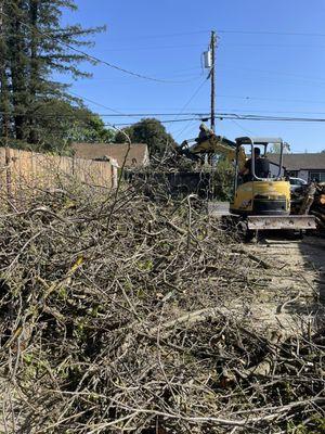 Tree Job In Santa Rosa, 95407