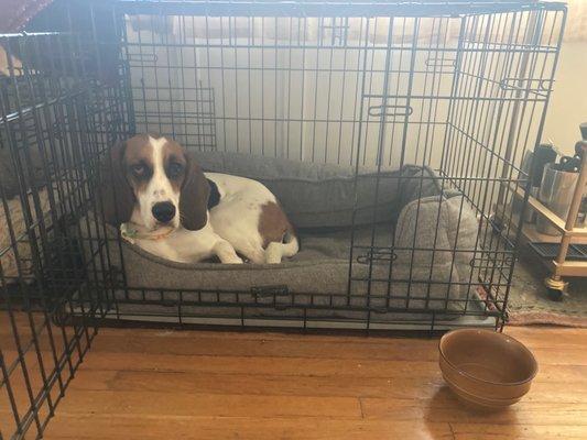 Hanging out in his crate at home