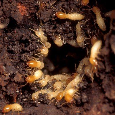 Don't let termites destroy your home! Call Hydrex Termite & Pest Control of Van Nuys today!