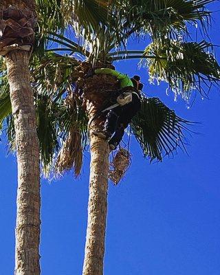 Up in the tree