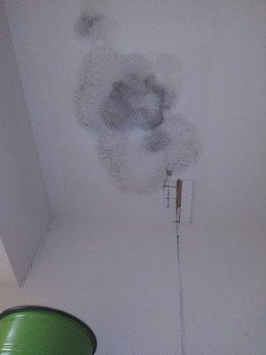 Mold Growth