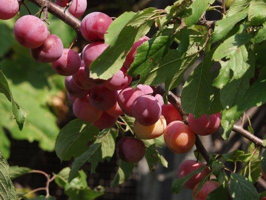 Wild plum (Prunus americana)