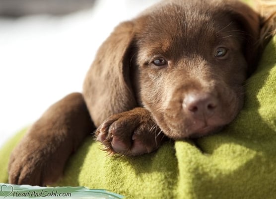 Professional Outdoor Pet Photography