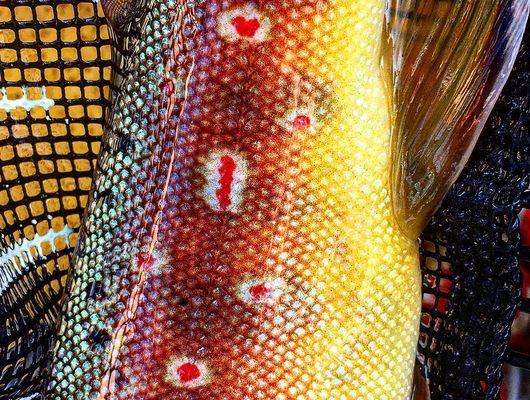 A unique spot on this Watauga river Brown Trout