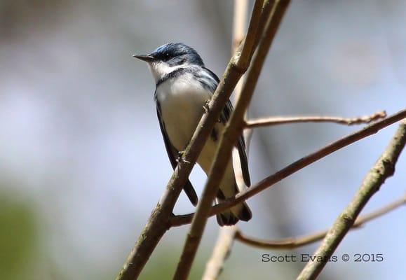 The Cerulean Warbler nests in the big woods of Brown County