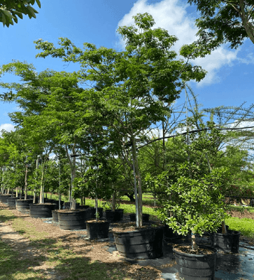 Caesalpinia Ferrea, Leopard Tree