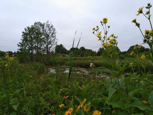 Wetland