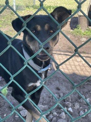 Dog for available for adoption in outdoor kennel