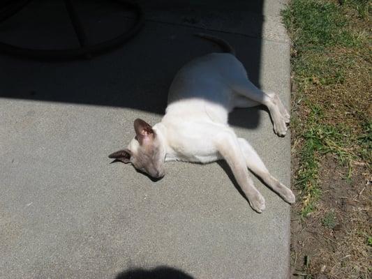 Sunning on the patio!