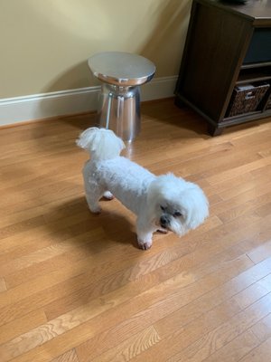 My handsome dog with his awesome haircut