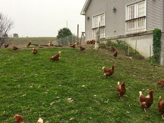 Free-range, foraging chickens