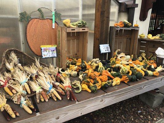 Indian corn and gourds!