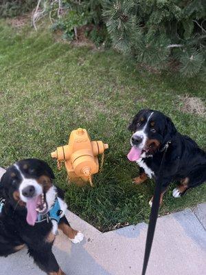 Our favorite Berners Kevin and Millie! The sweetest!