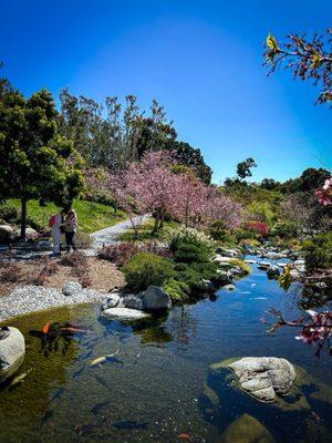 Pond with coy fish