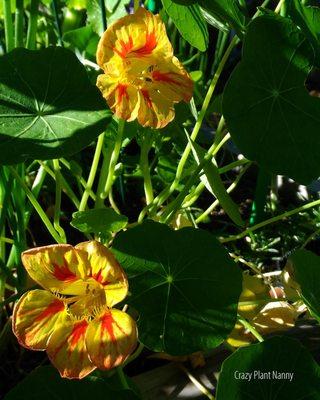 Bi-color nasturtium in our garden