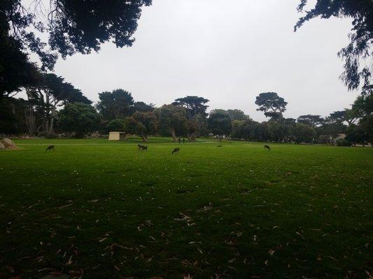 Deer grazing in the cemetery!