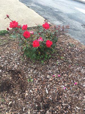 Rose still in bloom during November on the rose  walk that is dedicated to a past member.