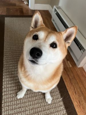 Aiko ready for his walk!