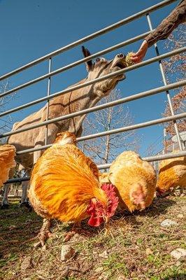 Nothing goes to waste on the farm. The chickens get all the scraps!