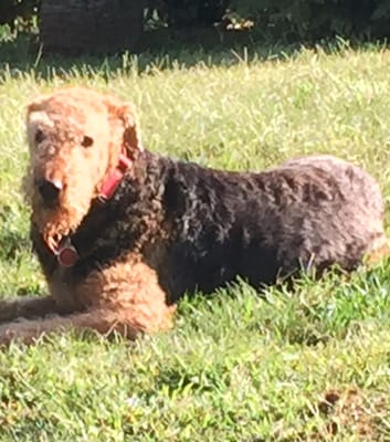 Winston enjoying a quiet moment in the sun during a morning pet sitting visit