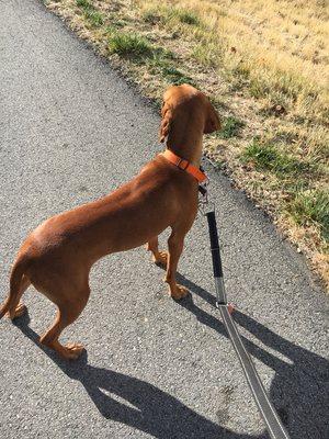 Walker getting his weekly dog walk in