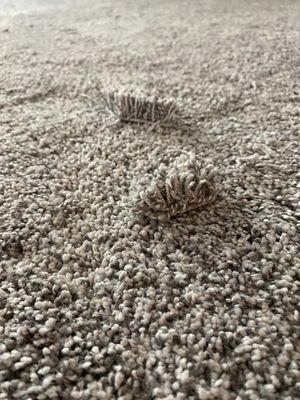 Debris on carpet, not vacuumed or cleaned.