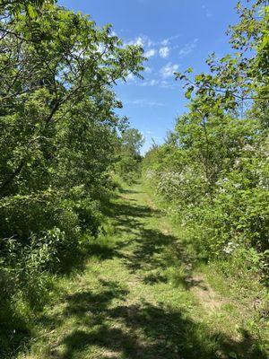 Part of the Black Oak Savanna trail