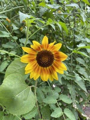 A sampling of what's in the garden