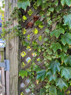 Little bears tucked into the trellis walls