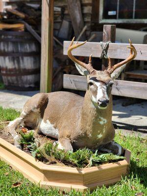 Branchborough Taxidermy Studio