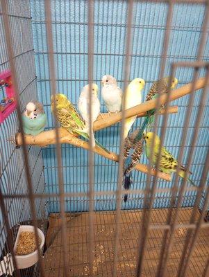 Budgie parakeet