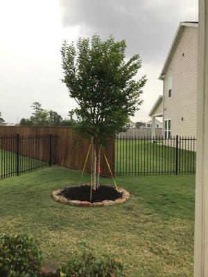 Bashim Crape myrtle