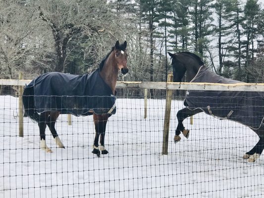 Horse centered care